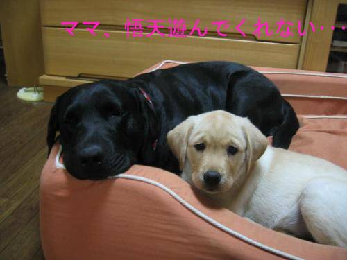 ほのぼの3