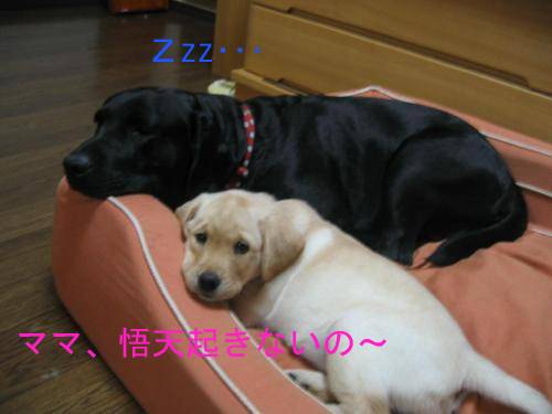 ほのぼの4