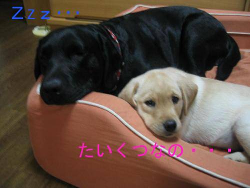 ほのぼの5