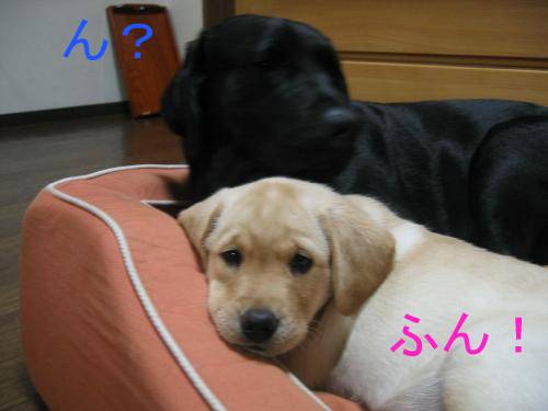 ほのぼの6
