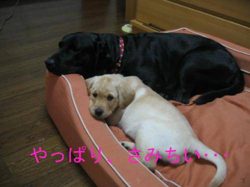 ほのぼの7