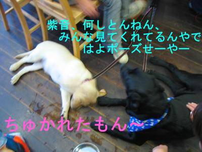 ドッグカフェ3.jpg