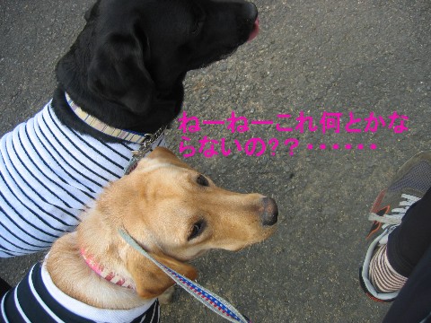 画像 260 Web 表示用 (中).jpg