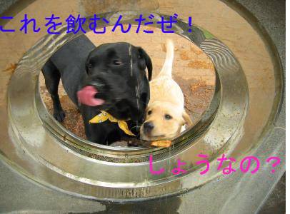 広場水2.jpg