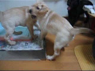 紫音 004 _1__0001.jpg