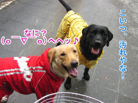 画像 385 Web 表示用 (中).jpg