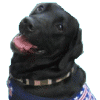 WAI.gif