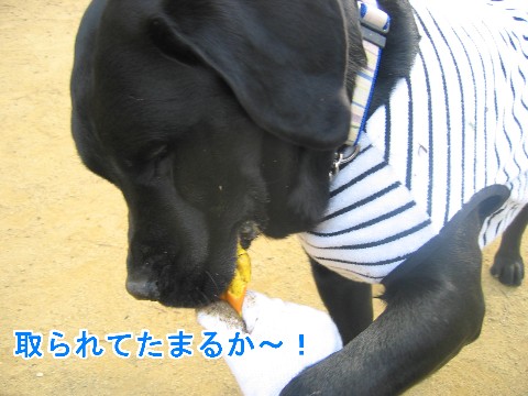 画像 251 Web 表示用 (中).jpg