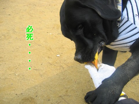 画像 252 Web 表示用 (中).jpg