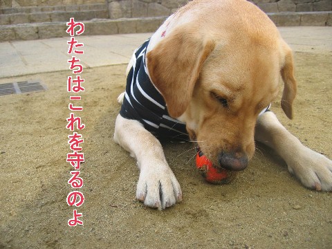 画像 255 Web 表示用 (中).jpg