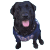 CHIBIGOTEN2.gif