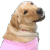 CHIBISHION1.gif