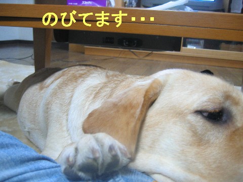 画像 web250.jpg