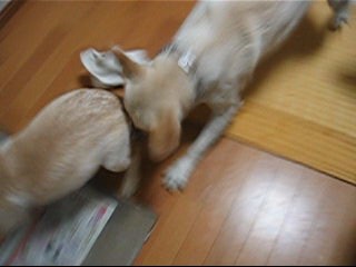 紫音 006 001_0002.jpg