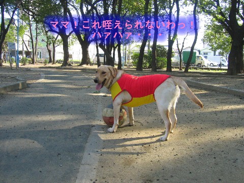 画像 335 Web 表示用 (中).jpg