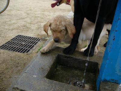 初めての公園1.jpg