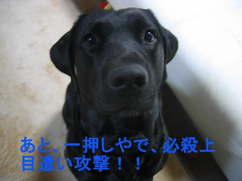 画像 045 Web 表示用 (中).jpg