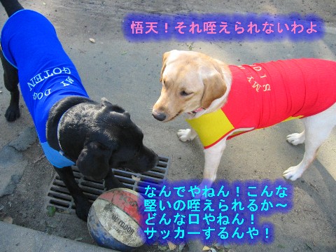 画像 343 Web 表示用 (中).jpg