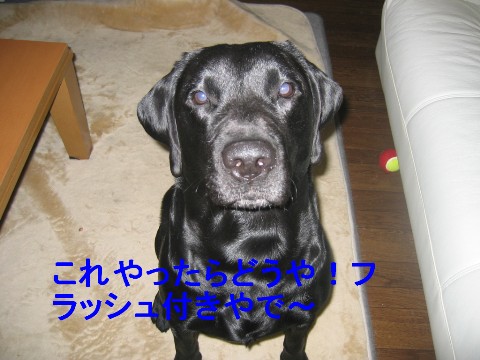 画像 043 Web 表示用 (中).jpg
