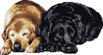 doggie127-thumbnail2.gif