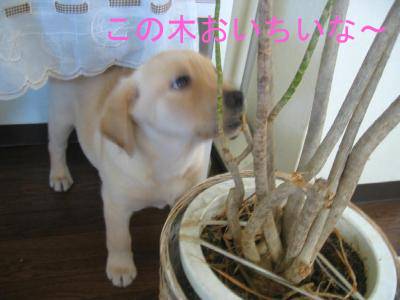 4-26木