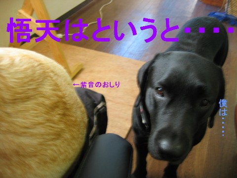 悟天は?.jpg