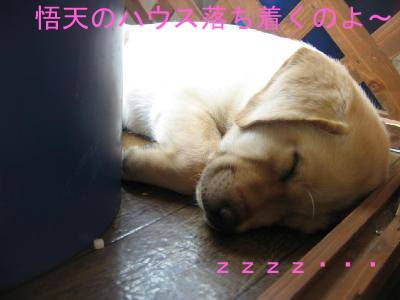 悟天のハウスでお休み