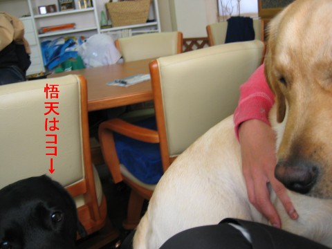悟天は.jpg