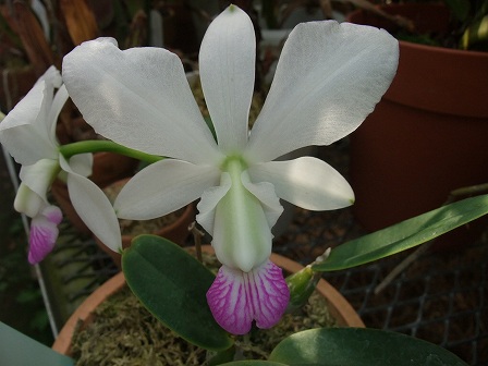 C. walkeriana semi alba 'Sancha' 開花 | 園芸侍の「なんでも