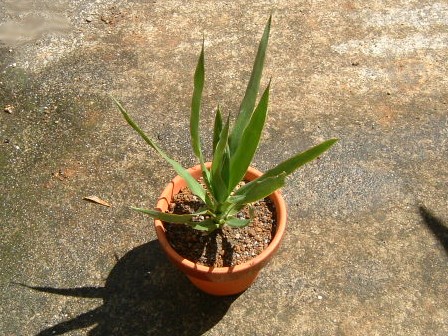 ドラセナ・ドラコ Dracaena draco | 園芸侍の「なんでも植物栽培記