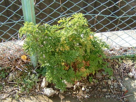 蚊連草 蚊蓮草 の耐寒性 園芸侍の なんでも植物栽培記 楽天ブログ