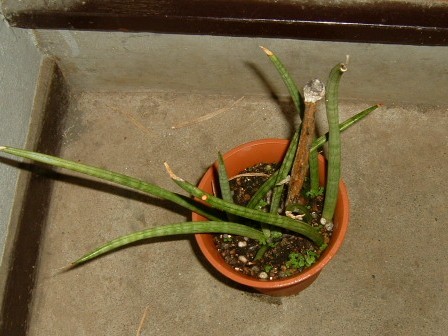 本物のサンセベリア スタッキーの新芽 園芸侍の なんでも植物栽培記 楽天ブログ