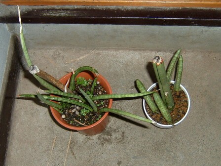 本物のサンセベリア スタッキーの新芽 園芸侍の なんでも植物栽培記 楽天ブログ