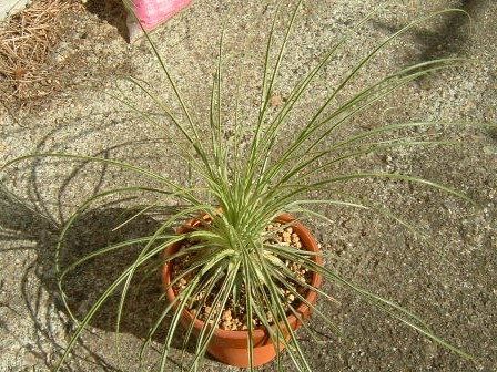 プヤ・ベルテロニアナ Puya berteroniana どっちが本物？ | 園芸侍の