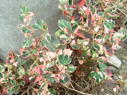 やっぱり斑入りドクダミには2種類ある 園芸侍の なんでも植物栽培記 楽天ブログ