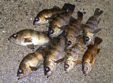 DSCN5502.jpg