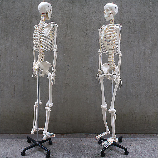 人体骨格模型 約166cm 等身大の人体の骨格をリアルに表現 