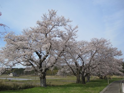 小松市軽海地区の桜 Kenalogの山歩記 楽天ブログ