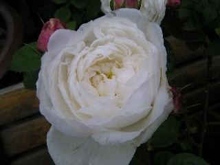 先日の可愛い白いバラ 咲き進むと ぶう0977の薔薇などなど 楽天ブログ