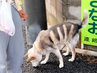 散歩で出合ったタイガ 刈りのワンちゃん 三田のいのしし 見て歩き日記 楽天ブログ