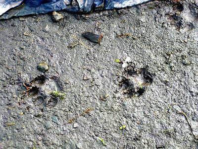 タヌキの足跡をアライグマの足跡と誤解 アライグマさん ごめんなさい 三田のいのしし 見て歩き日記 楽天ブログ