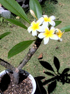 挿し木に咲いたプルメリアの花 三田のいのしし 見て歩き日記 楽天ブログ