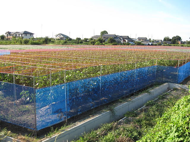 プロのイチジク農園 防鳥ネット構造を参考に 日本一の果実栽培をめざして 楽天ブログ