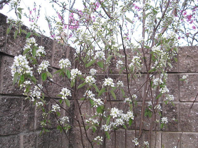 ジューンベリーの花 日本一の果実栽培をめざして 楽天ブログ