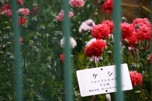 ケシの花 悪の華 たか たか たかし 楽天ブログ