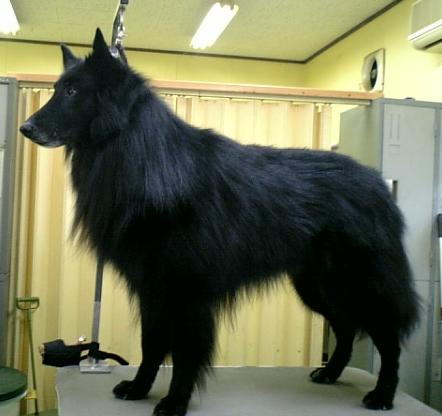 アポロ