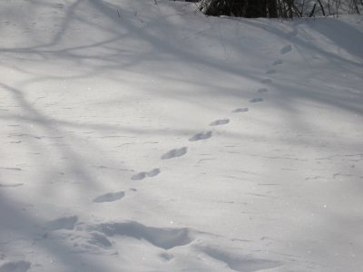 スノーシューがあれば手軽に雪の中を、自由に雪の上を歩くことが出来