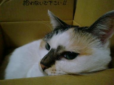 chupu63E 053.jpg