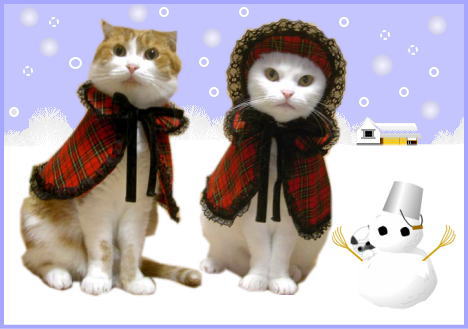 猫ちゃん寒い日外出着No.1,コート,ケープ,暖か洋服,猫の洋服,【楽天市場】,ペット | 犬の洋服、ペットと快適に暮らす - 楽天ブログ