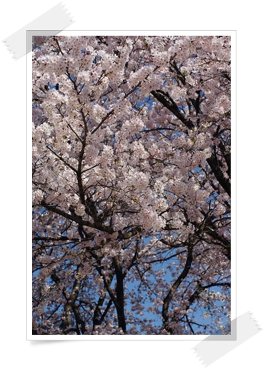 入園式000.jpg